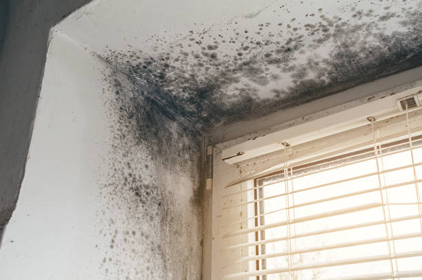 Trusted Basement Mold Remediation service in Dundas, VA - Cheap Mold Removal